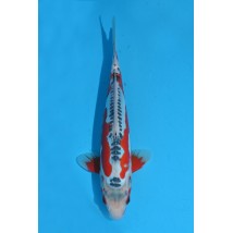 25KOD243 - Shusui | AUCTION JAPAN KOI DAYS