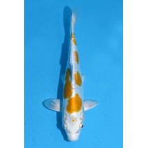 25KOD246 - Doitsu Hariwake | AUCTION JAPAN KOI DAYS