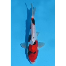 25KOD248 - Doitsu Showa | AUCTION JAPAN KOI DAYS