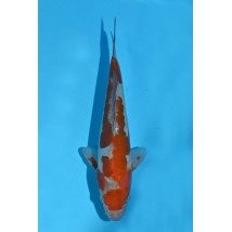 25KOD253 - Doitsu Ochiba | AUCTION JAPAN KOI DAYS