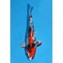 25KOD259 - Kin Showa | AUCTION JAPAN KOI DAYS