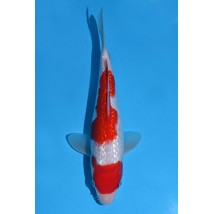 25KOD271 - Ginrin Kohaku | AUCTION JAPAN KOI DAYS