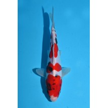 25KOD272 - Doitsu Showa | AUCTION JAPAN KOI DAYS (Young Koi Show Entry 2025)