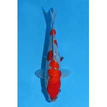 25KOD305 - Ginrin Goshiki | AUCTION JAPAN KOI DAYS (Young Koi Show Entry)